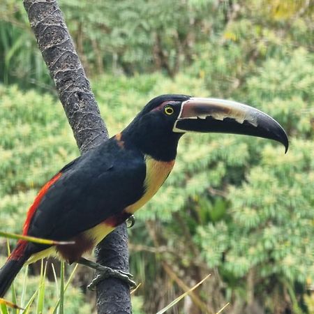Hotel La Rana De Arenal Nuevo Arenal Eksteriør bilde
