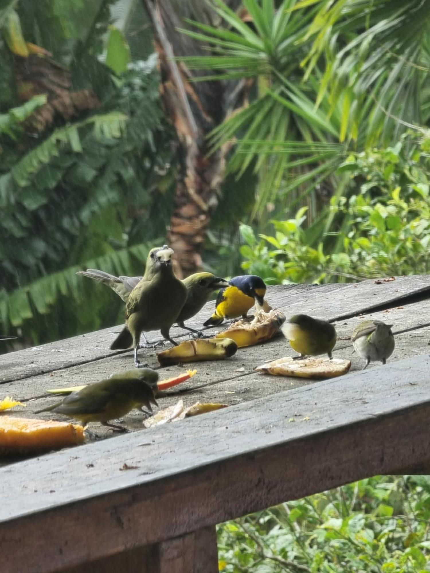 Hotel La Rana De Arenal Nuevo Arenal Eksteriør bilde