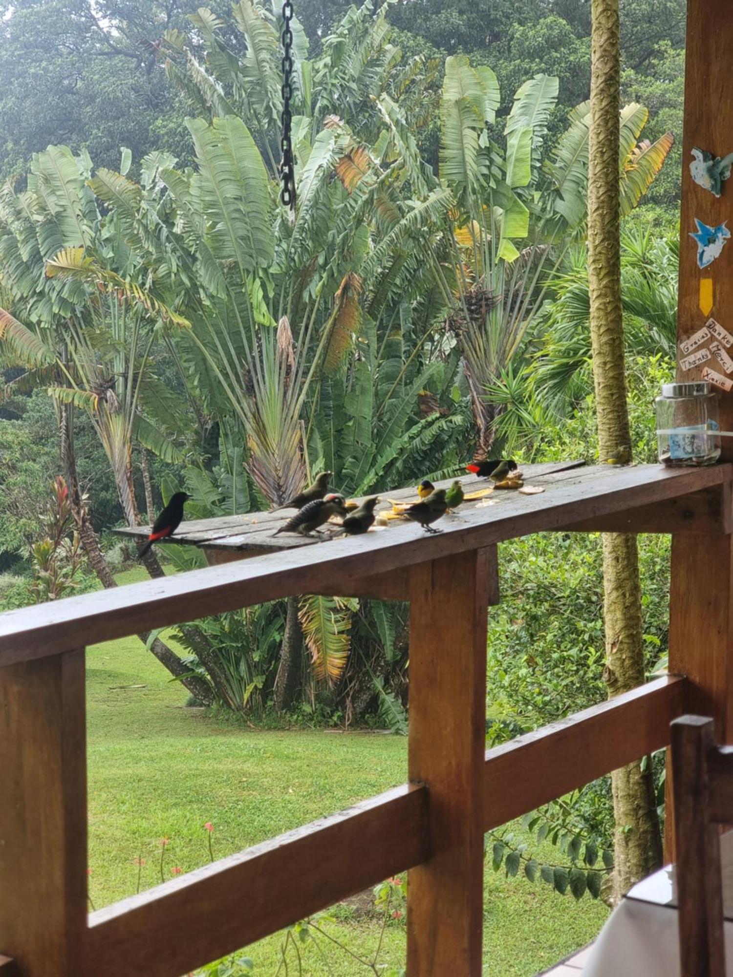 Hotel La Rana De Arenal Nuevo Arenal Eksteriør bilde