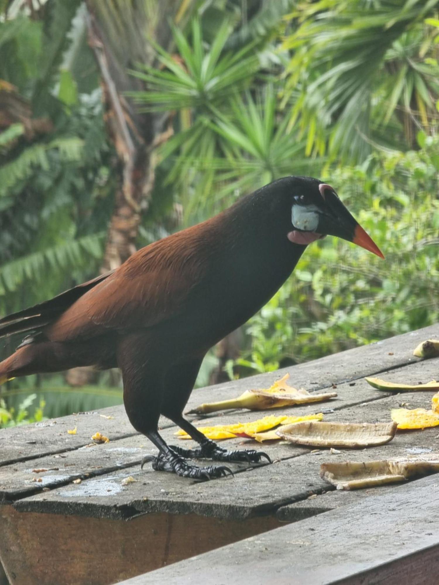 Hotel La Rana De Arenal Nuevo Arenal Eksteriør bilde